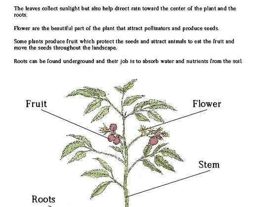 Lower Elementary Homesteader's Garden Journal