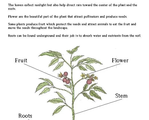 Upper Elementary Homesteader's Garden Journal